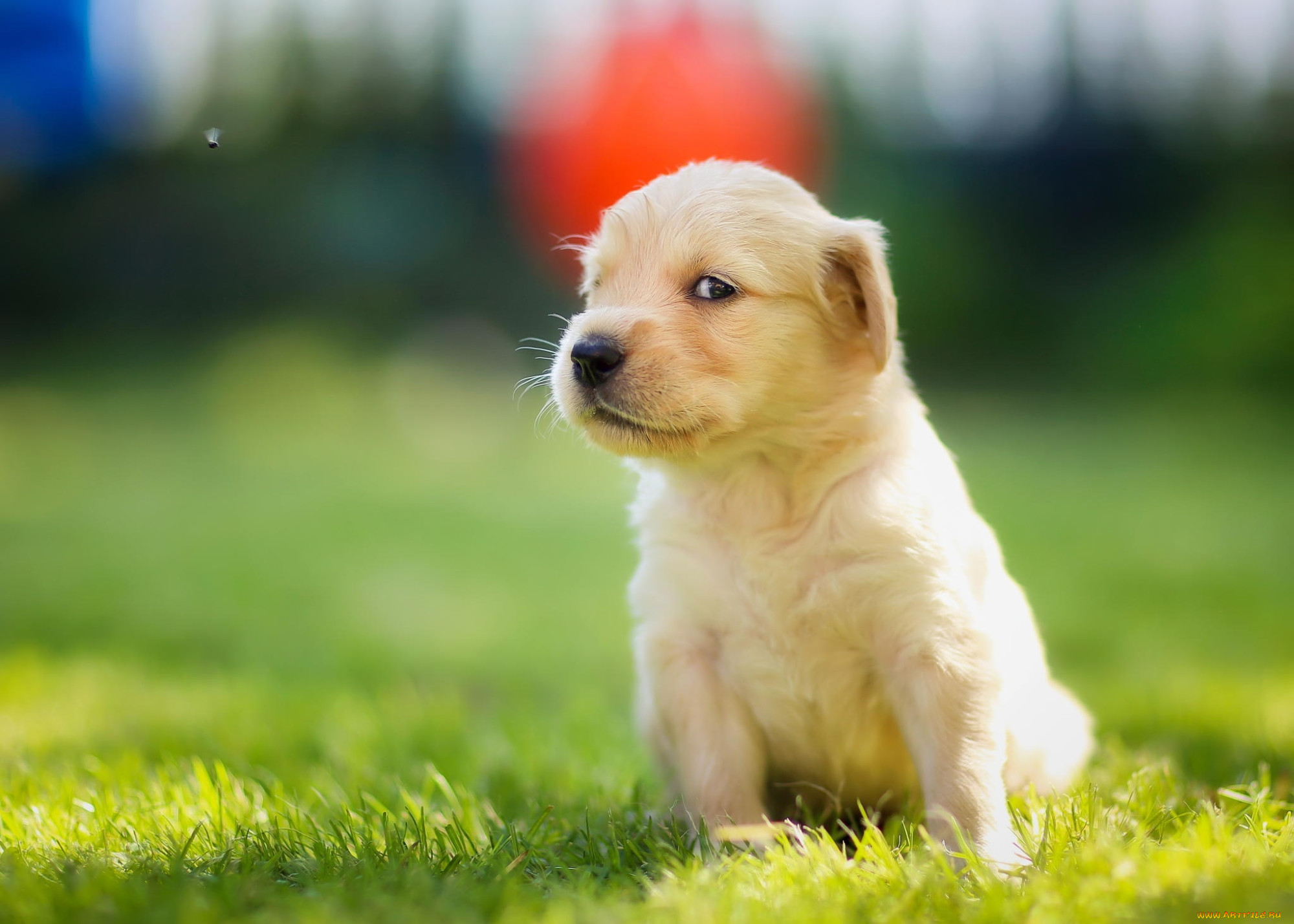 , , , golden, retriever, , , 